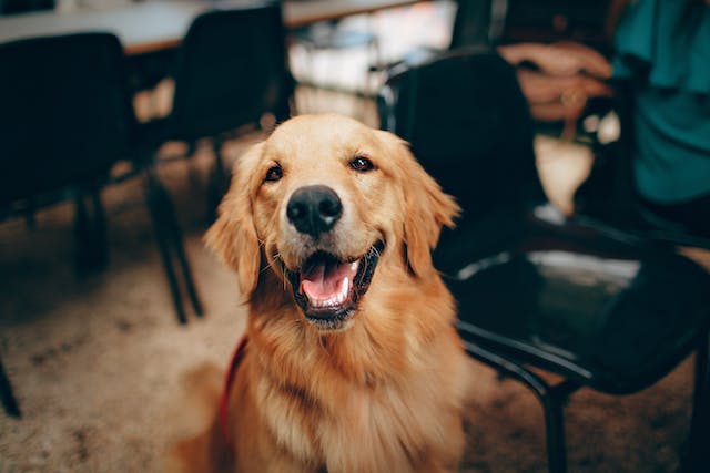 Hundefriseur